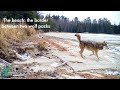 The beach: the border between two wolf packs