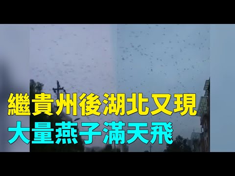 继9月8日贵州乐山现大量麻雀天空聚集盘旋后，9月12日湖北宜昌市秭归县 天空又现大量燕子满天飞| #大纪元新闻网