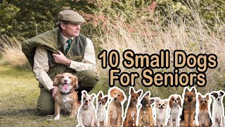 10 Best Small Dog Breeds for Seniors