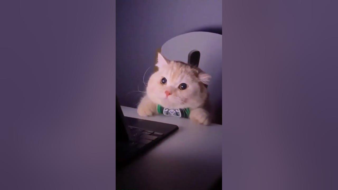 That s why i love nestle crunch cat meme youtube