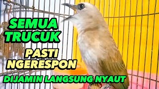 trucukan gacor sangat ampuh menjadikan trucuk lain nyaut dan untuk pancingan trucukan agar bunyi