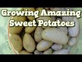 How to, growing sweet potatoes  (First Attempt)