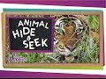 Nature's Hide and Seek: The Science of Camouflage in Animals