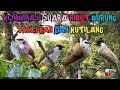 KOMBINASI SUARA RIBUT PIKAT BURUNG TRUCUKAN DAN KUTILANG