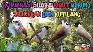 KOMBINASI SUARA RIBUT PIKAT BURUNG TRUCUKAN DAN KUTILANG