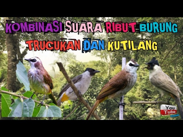 KOMBINASI SUARA RIBUT PIKAT BURUNG TRUCUKAN DAN KUTILANG class=