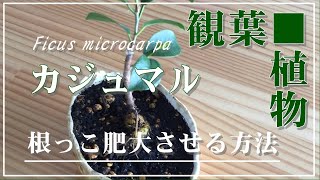 【観葉植物】ガジュマルの植え替え／根っこを肥大させる方法