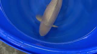 Download Lagu Marusei Chagoi Sansai 57–60 cm: rustige vijverleider 🐟 - KOI-7262138 MP3