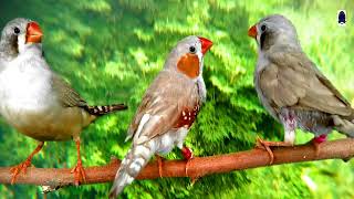 Birds Singing Angry Finches Enjoying Nature