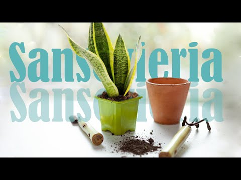 Video: Dracaena-blom: sorg en voortplanting by die huis