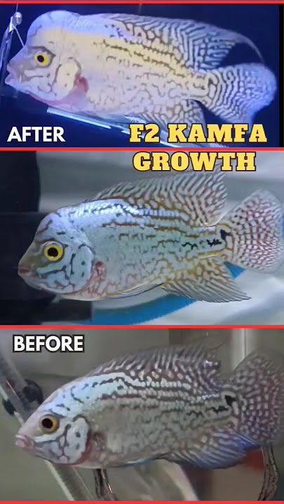 F2 Kamfa Growth Update #kamfa #flowerhorn #aquarium #fish