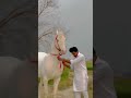 Royal horse lover