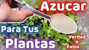 ¿Hay que poner azúcar en el agua de flores?