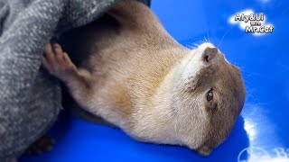 Advanced Otter Too Familiar With Hospital [Otter Life Day 910] by Aty 331,327 views 1 month ago 5 minutes, 21 seconds