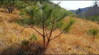 赤松 苗 50cm-70cm / (天然・無農薬)岩手県田野畑村産 松葉友の会