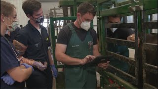 K-State of Mind: The Humanitarian Veterinarian - Livestock