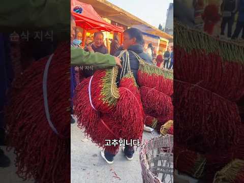 거대한 다발로 묶어서 파는 중국의 신기한 고추 thumbnail