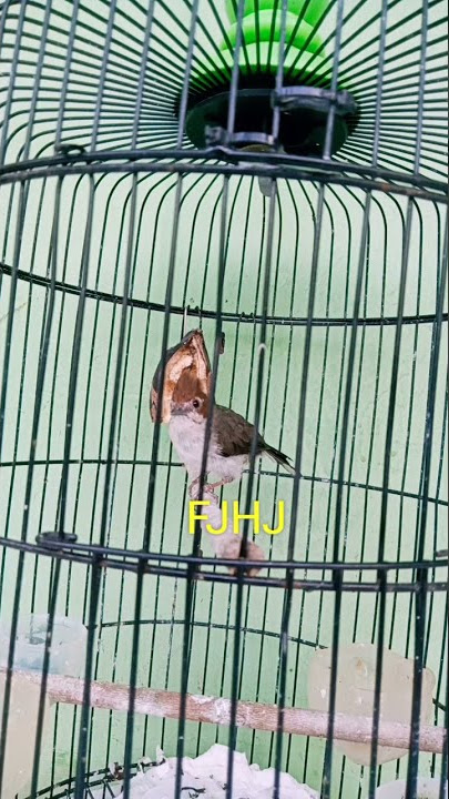 Yuhina mbeset mewah #shortsvideo