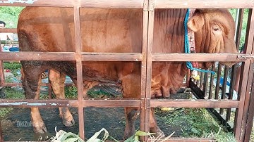 DIA BIMO ANAK SANG RAJA BIMA SAKTI (The Legend) JUARA 4 KELAS BABY KONTES SAPI APPSI JEMBER 2022