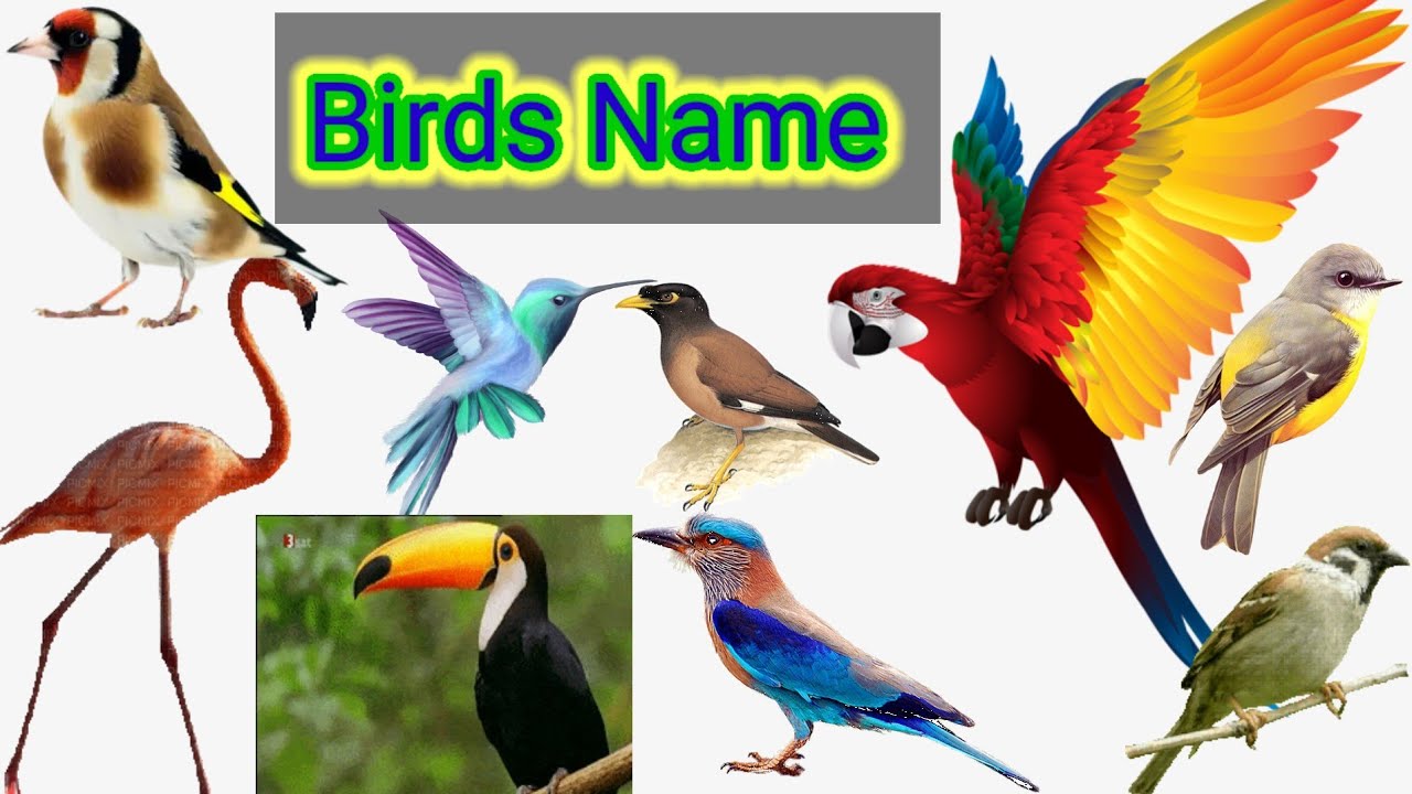 learn birds name birds name in english...@KIDS STAR TV.