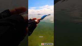 Only 0.01% of Anglers Know This Shallow Water Squid Fishing Trick!