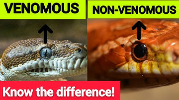 10 Differences between Venomous and Non Venomous Snakes.