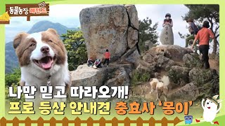 [TV 동물농장 레전드] 나만 믿고 따라오개! 프로 등산 안내견 충효사 ‘몽이’  I TV동물농장 (Animal Farm) | SBS Story
