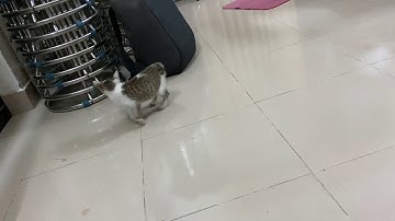 Bài tập Kỹ thuật Robot - Phân tích bậc chuyển động của động vật| Lê Minh Thắng - 18146215 | HCMUTE