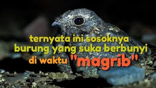 SUARA BURUNG CABAK MAGRIB !!! PENUH KEANGKERAN