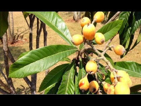 Vídeo: Cultivar 'Haganta' de ameixa: como cuidar de ameixeiras de Haganta