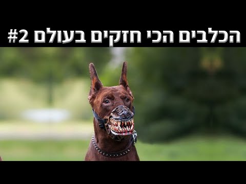 וִידֵאוֹ: כלב פינצ'ר גרמני גזע היפואלרגני, בריאות ותוחלת חיים
