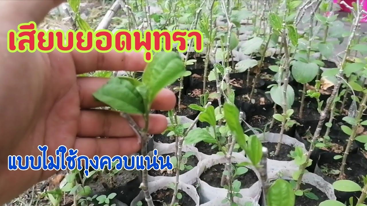 ขั้นตอนเสียบยอดพุทรา