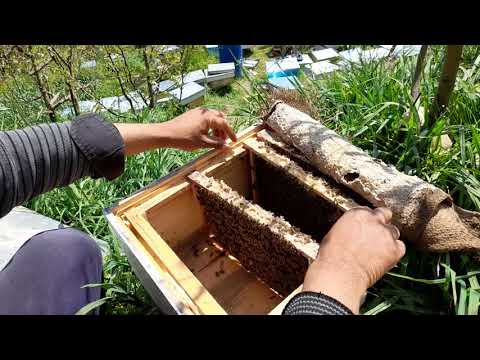 इस तरीके से कोई भी मधुमक्खियों को आसानी से एक बाक्स से दो बना सकता है।