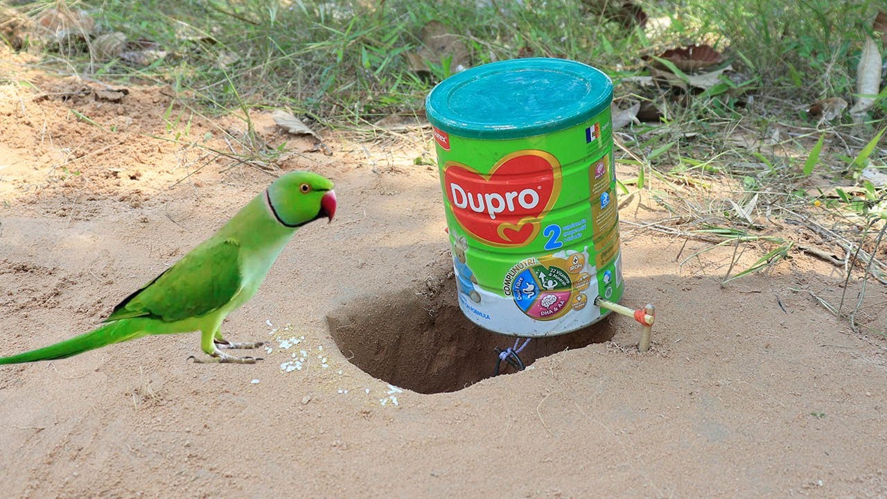 Easy Parrot Bird Trap Make From Dupro Bottle and Deep Hole