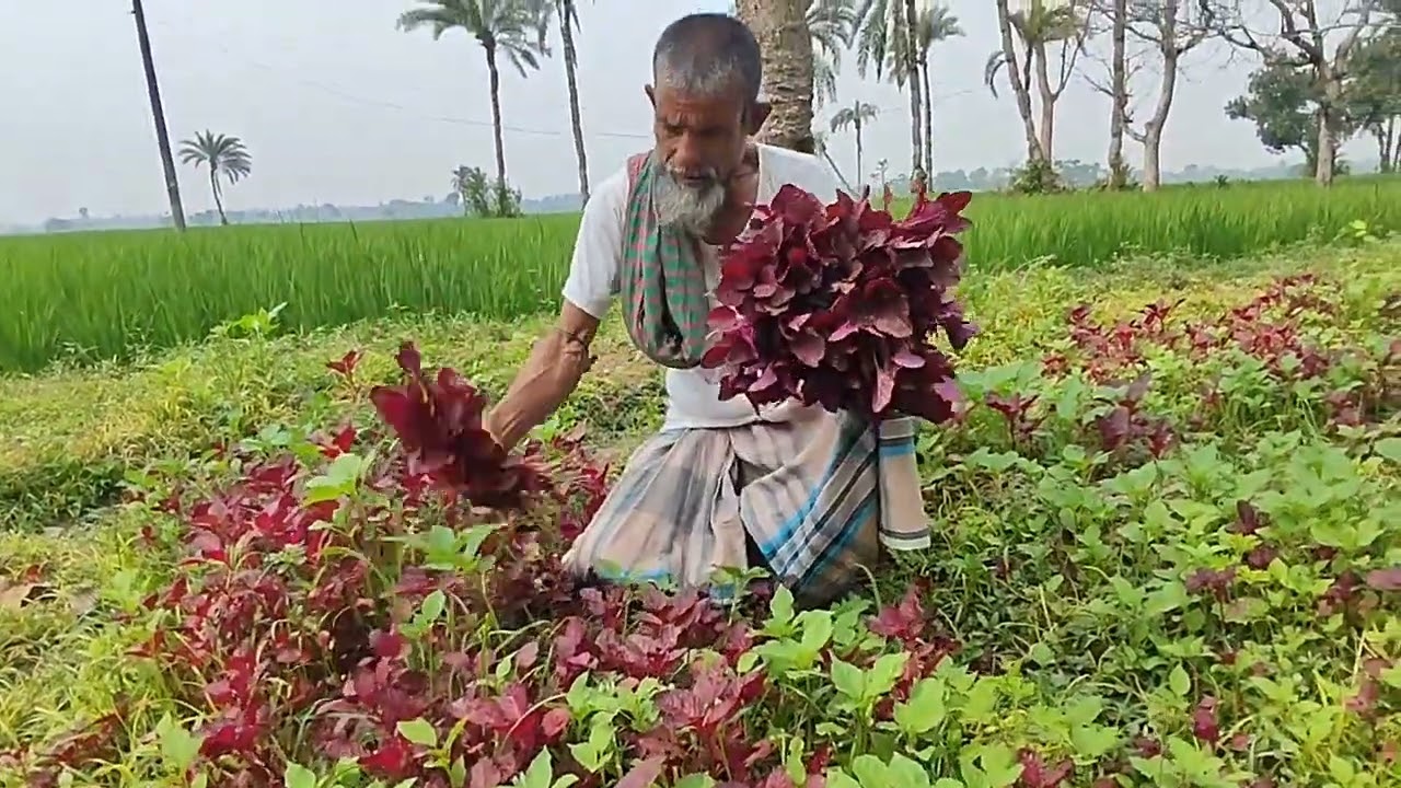 লাল শাক তুলছে #youtubevideos#