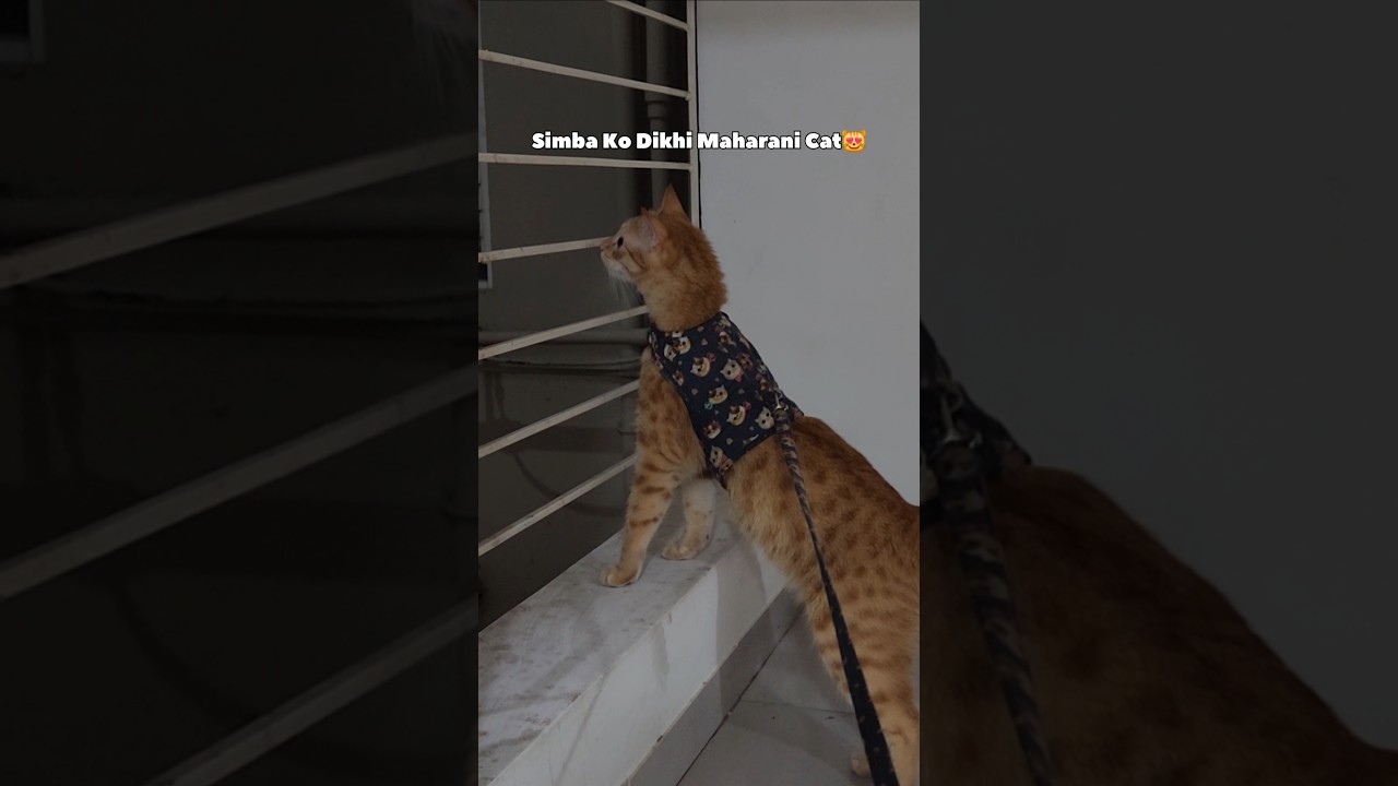 Simba maharani cat ko dekhte hi bechain hogaya tha😅 