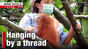 Saving Sumatra