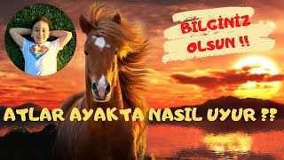 Atlar Ayakta Nasil Uyur ? (Okul Öncesi̇, İlkokul, Ortaokul, Eği̇ti̇m, Prati̇k Bi̇lgi̇ler)