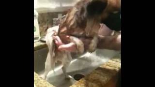 Papillon puppy Jack takes a bath