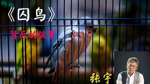 《囚鸟》背后的故事 创建背景 + 撕心裂肺演唱