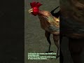 Dog and rooster  short  garrys mod and blender