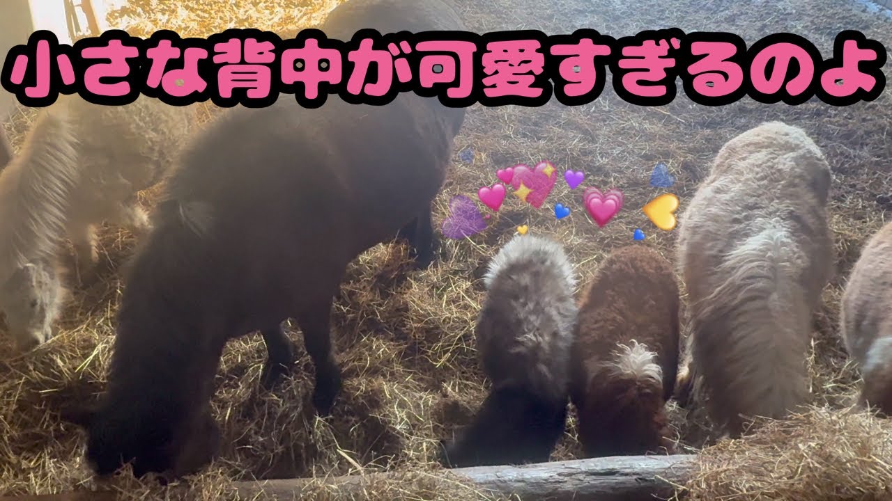 【仔馬】【犬】小さな背中が可愛すぎるのよ💕
