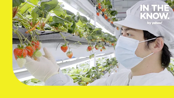 Inside Oishii’s vertical farm that grows world’s sweetest strawberries