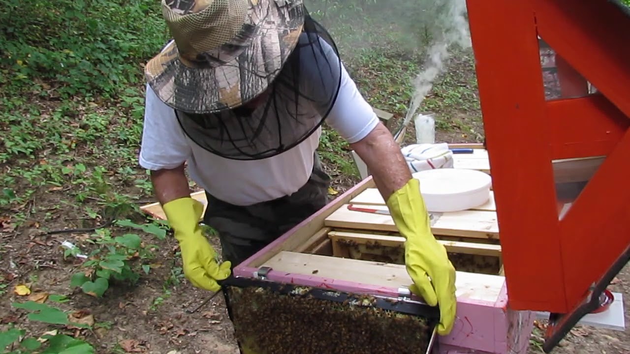 Scan Abee Bee Scan App - YouTube