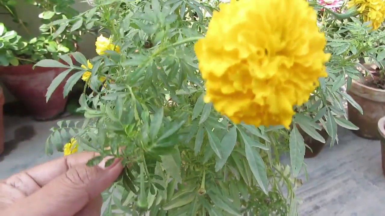 Name Of Different Flowering  Plants Growing Tips Urdu 
