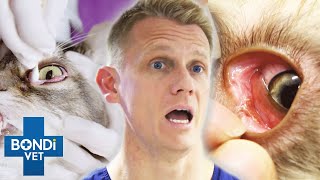 Top 5 Pet's Weirdest Eye Cases 🤢 | Bondi Vet Compilation | Bondi Vet