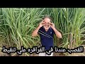 نجاح زراعة القصب تنقيط عندنا في الفرافره حصري شركه ام جي للاستثمار الزراعي بالفرافره نجاح زراعة القصب تنقيط عندنا في الفرافره حصري شركه ام جي للاستثمار الزراعي بالفرافره