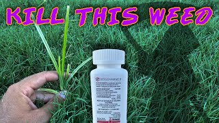 How To KILL Yellow Nutsedge (With UPDATES and RESULTS) | Sedgehammer Herbicide
