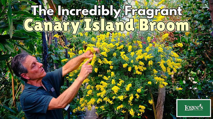 The Incredibly Fragrant Canary Island Broom!