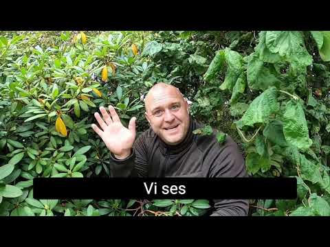 Video: Liggende Haulteria: Voksende Prydbuske I Det åbne Felt, Beskrivelse Og Reproduktion